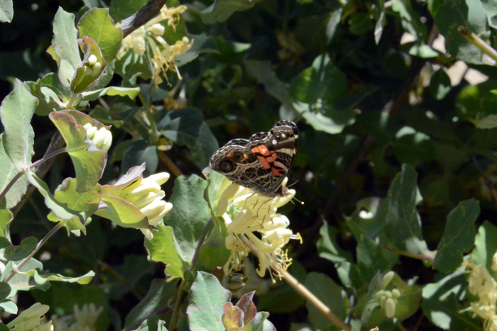 To date, Western White Honeysuckle has few records of insect uses. However the genus Lonicera is known to attract large numbers of butterflies. Here a species of a Painted Lady (Vanessa) butterfly appears to be enjoying a Western White Honeysuckle flower. Lonicera albiflora To date, Western White Honeysuckle has few records of insect uses. However the genus Lonicera is known to attract large numbers of butterflies. Here a species of a Painted Lady (Vanessa) butterfly appears to be enjoying a Western White Honeysuckle flower. Lonicera albiflora